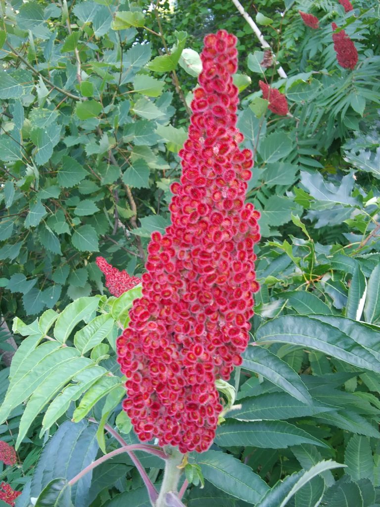 Sumac