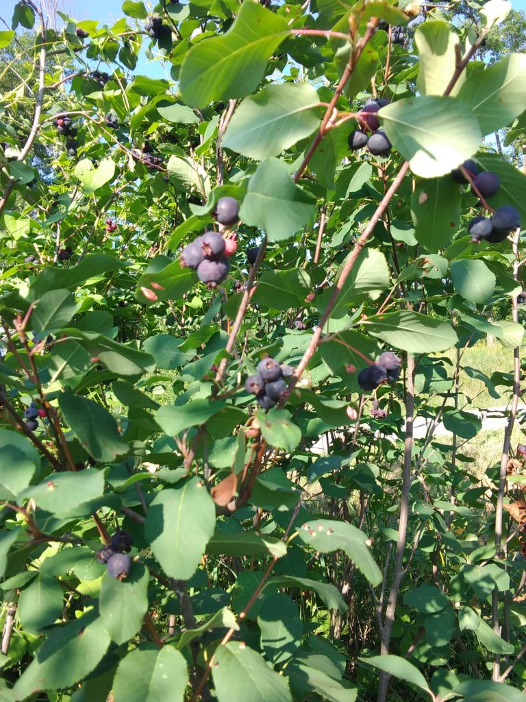 Juneberries