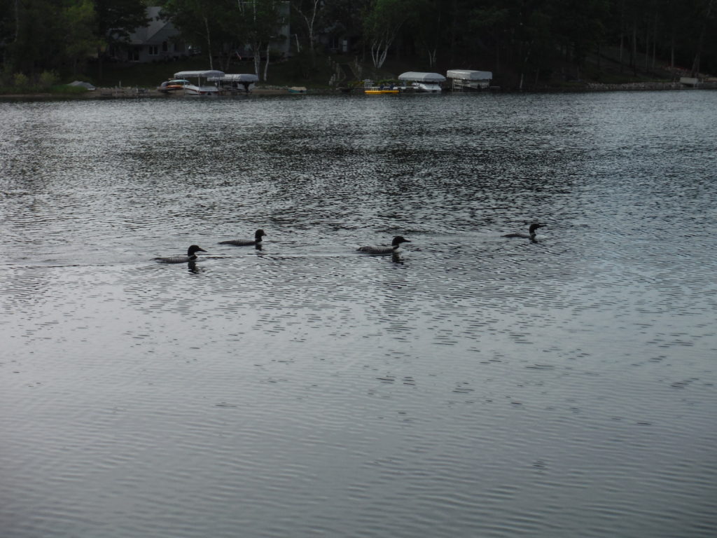 loons on Lake Edna