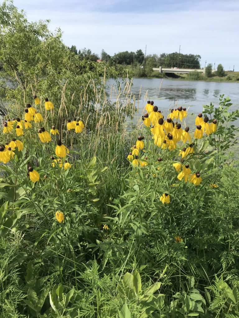 flowers