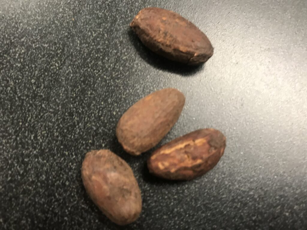 dried bean