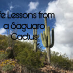 Life Lessons from a Saguaro Cactus