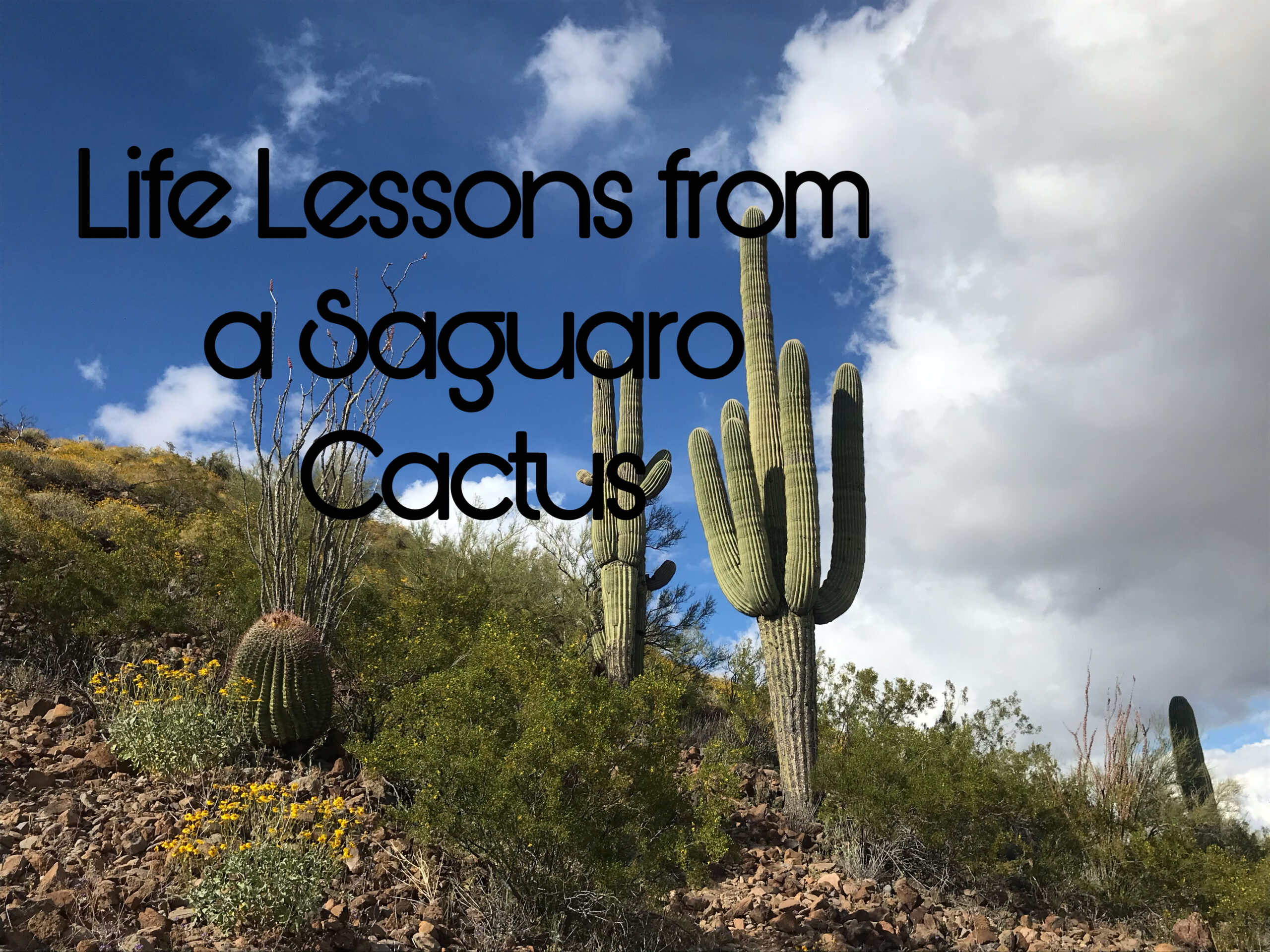 Saguaro Facts for Kids
