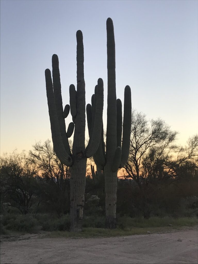 Cactus