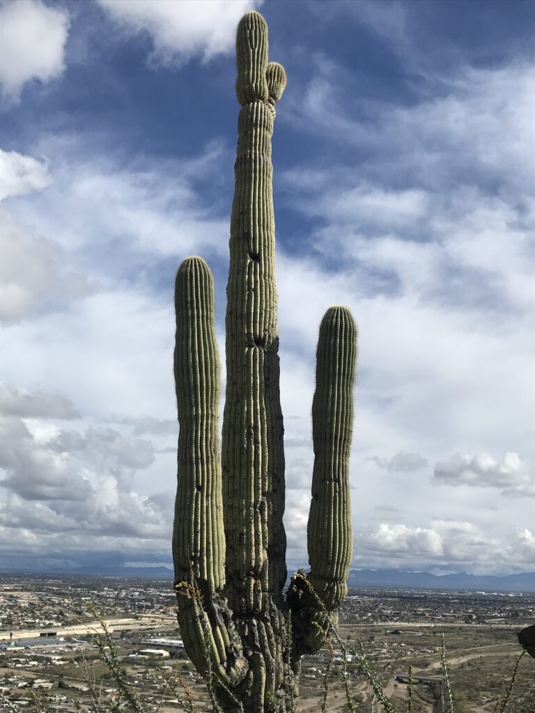 Saguaro Facts for Kids