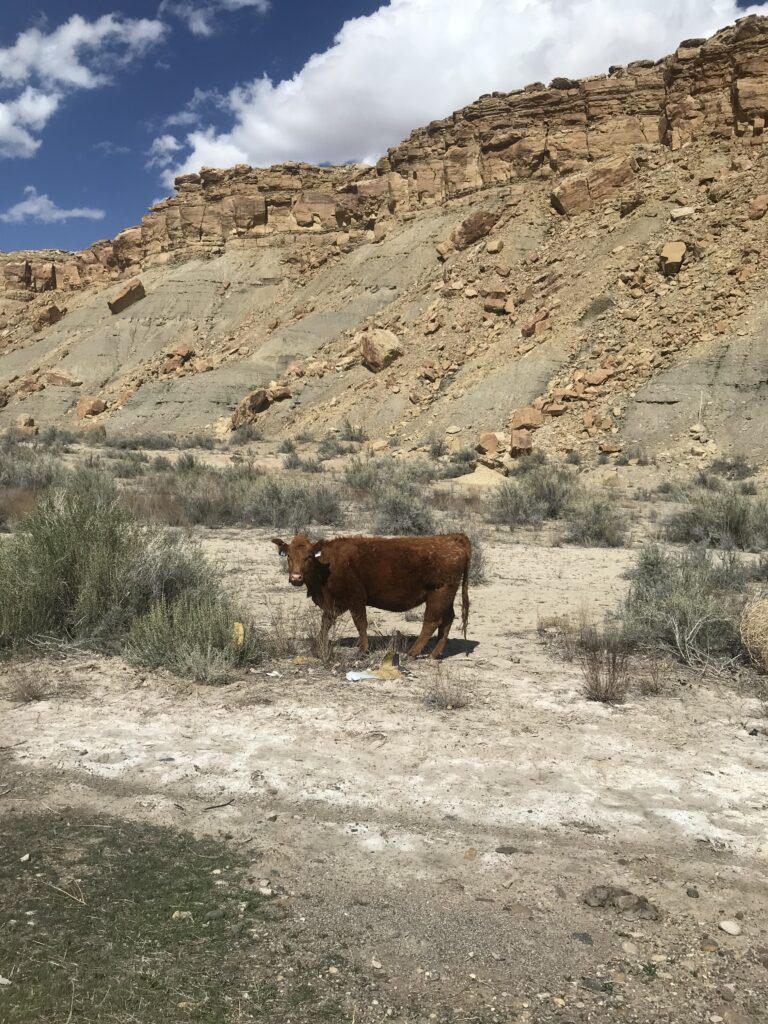 brown Cow