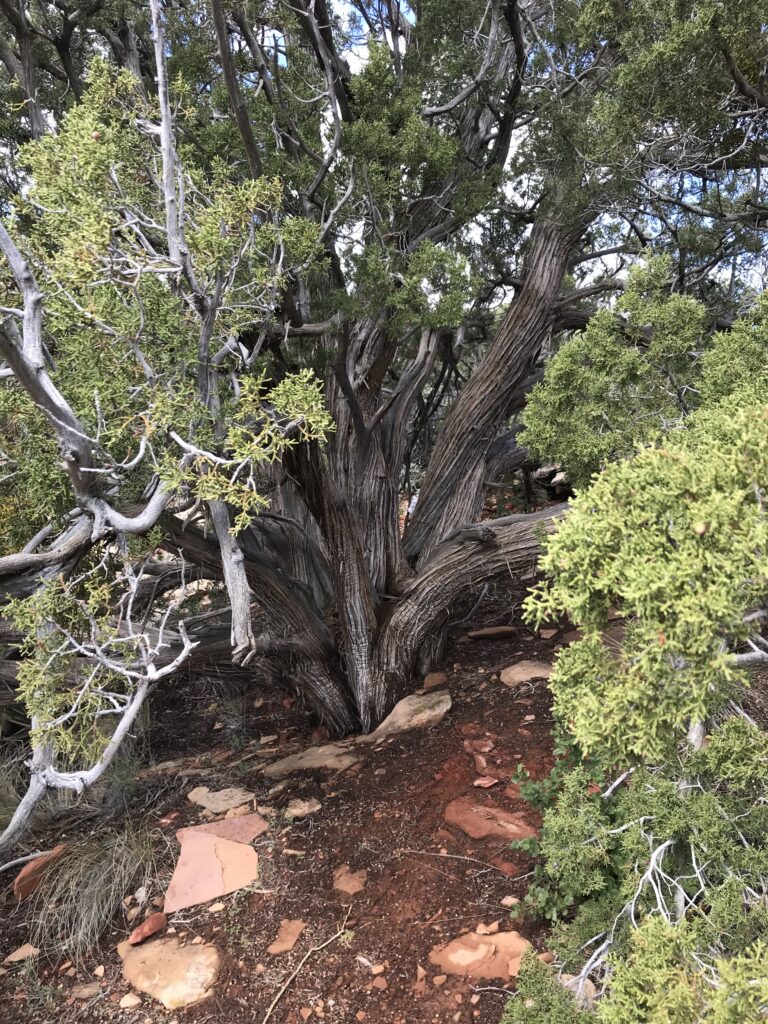 Toilet Tree