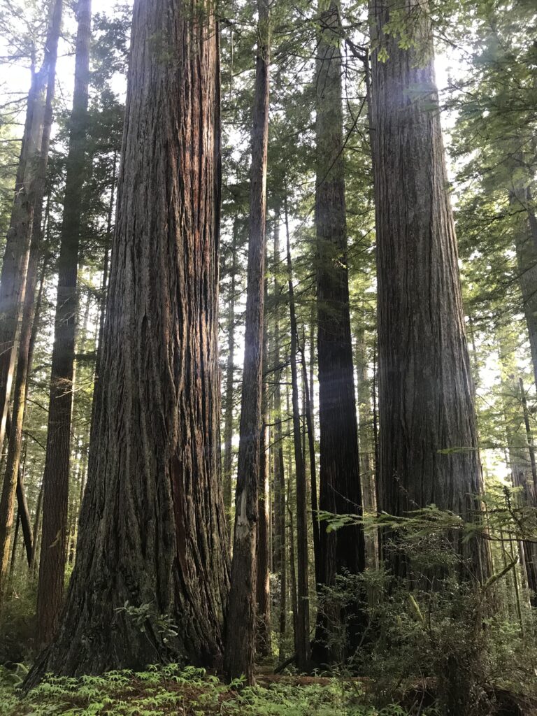 redwoods