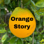 Orange Story and Eve in the Garden