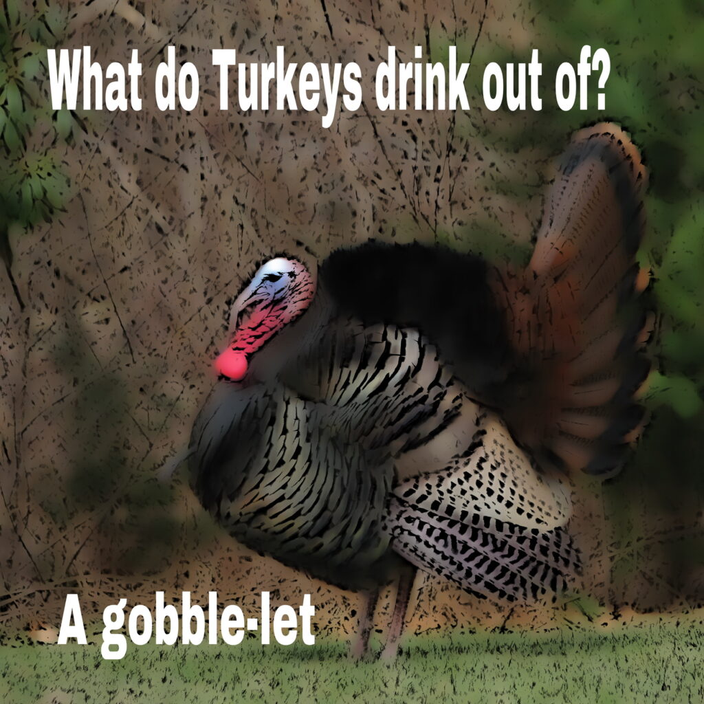 Turkeys