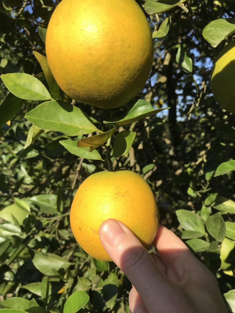 oranges and vitamin C