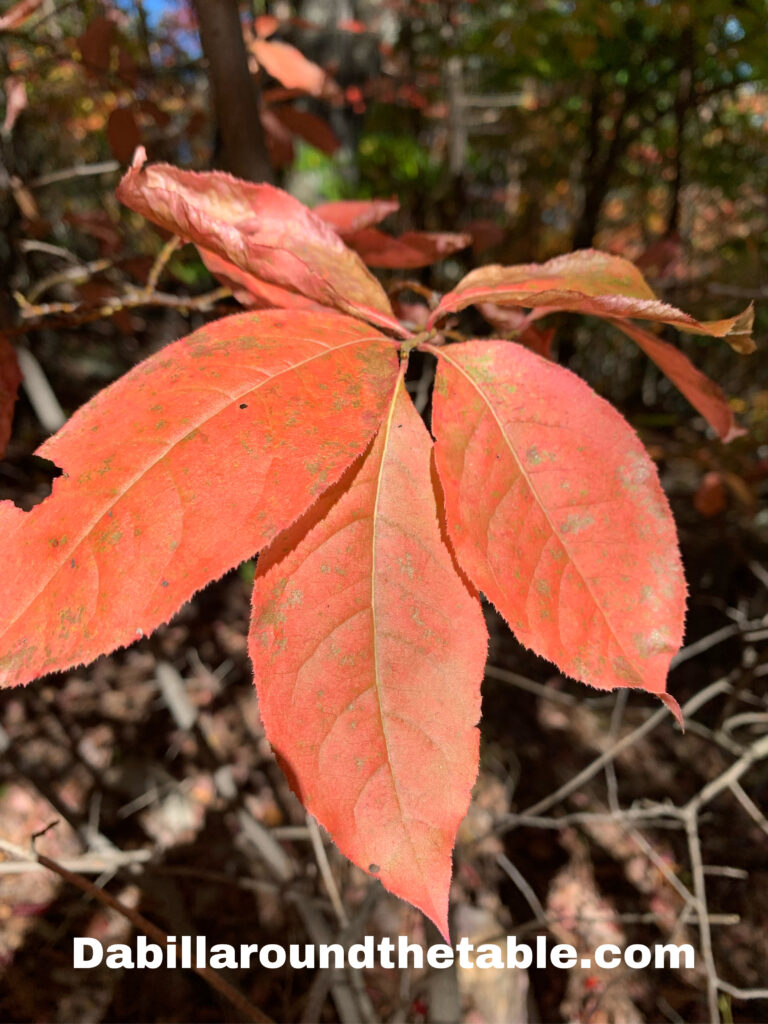 Fall Beauty with all your senses