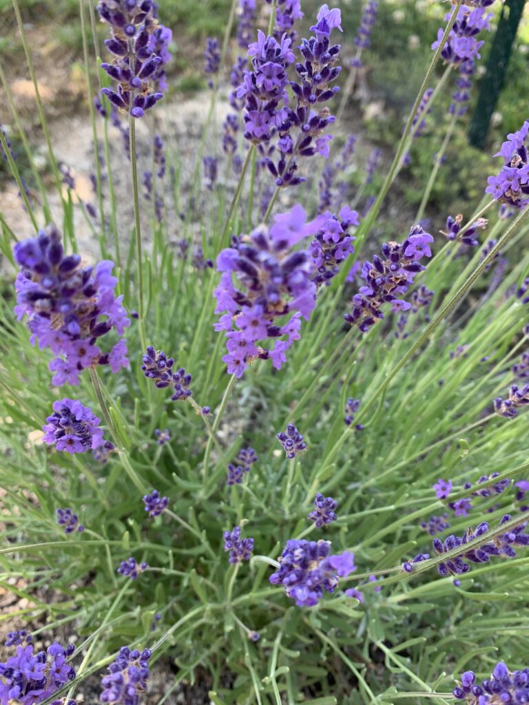 Lavendar