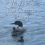 Why I Love the Common Loon