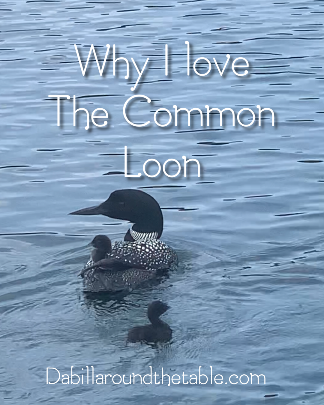 Why I love the Common Loon