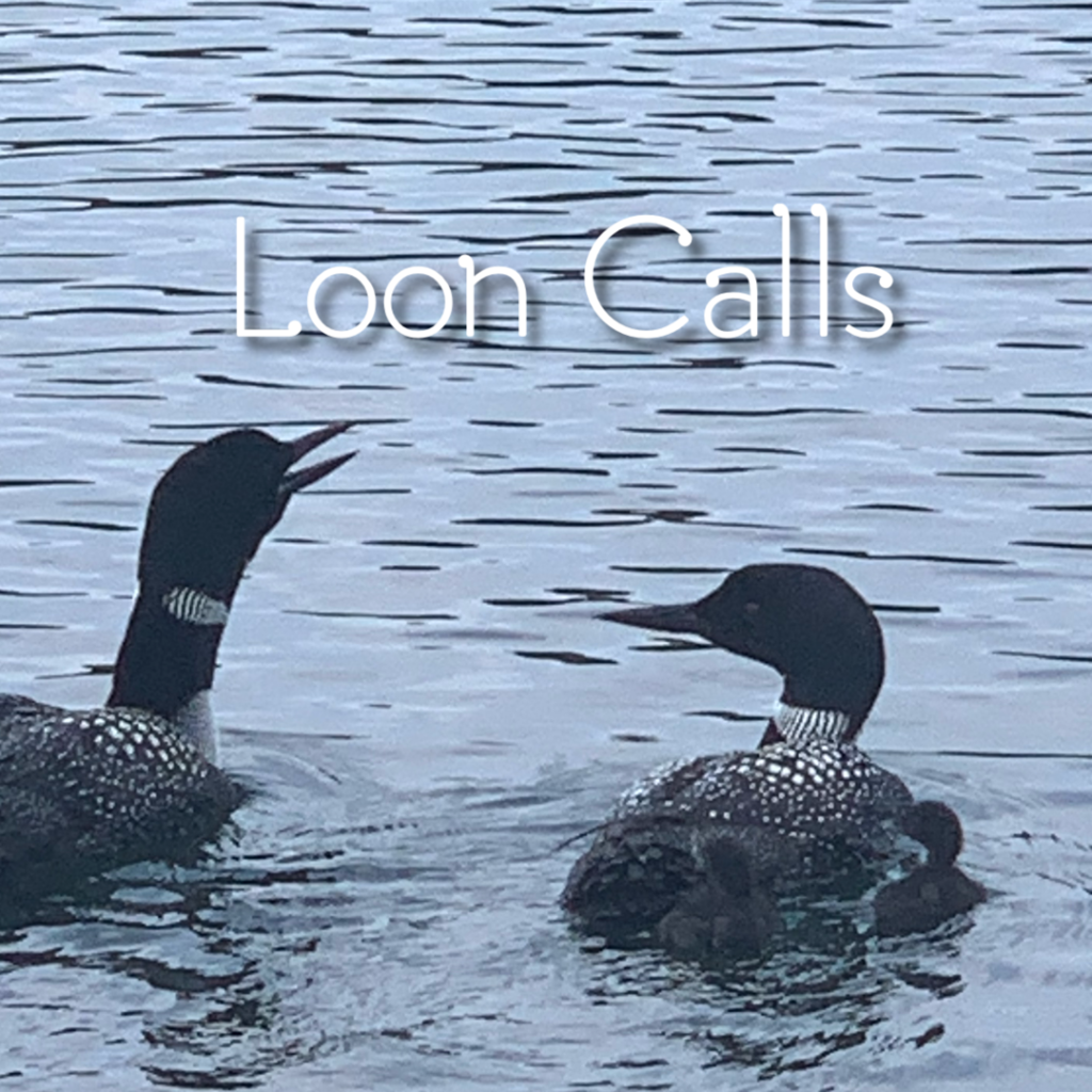 Why I Love the Common Loon