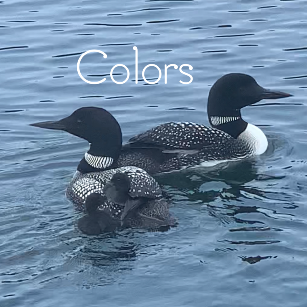 Why I Love the Common Loon