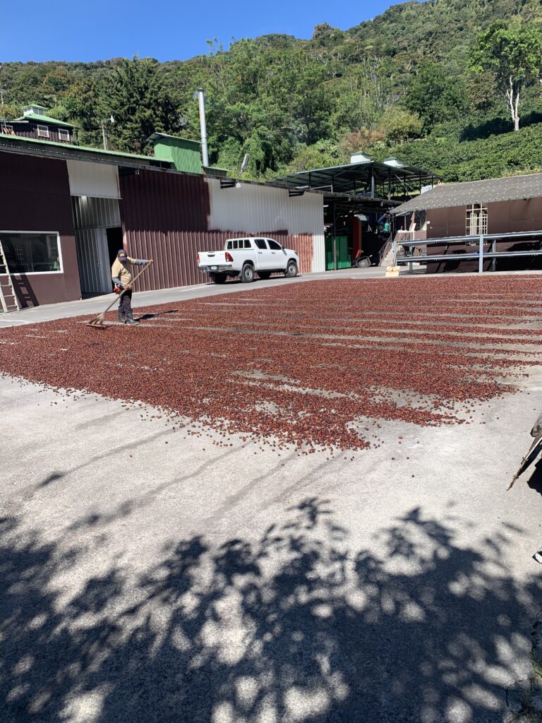 Panama Coffee Plantations