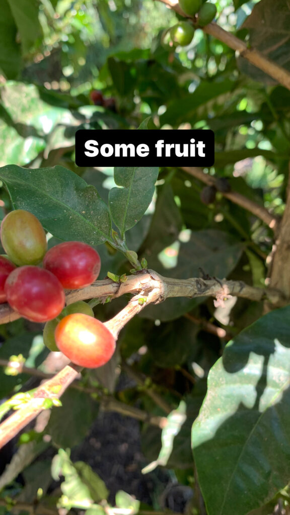 Coffee Fruit