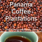 Panama Coffee Plantations