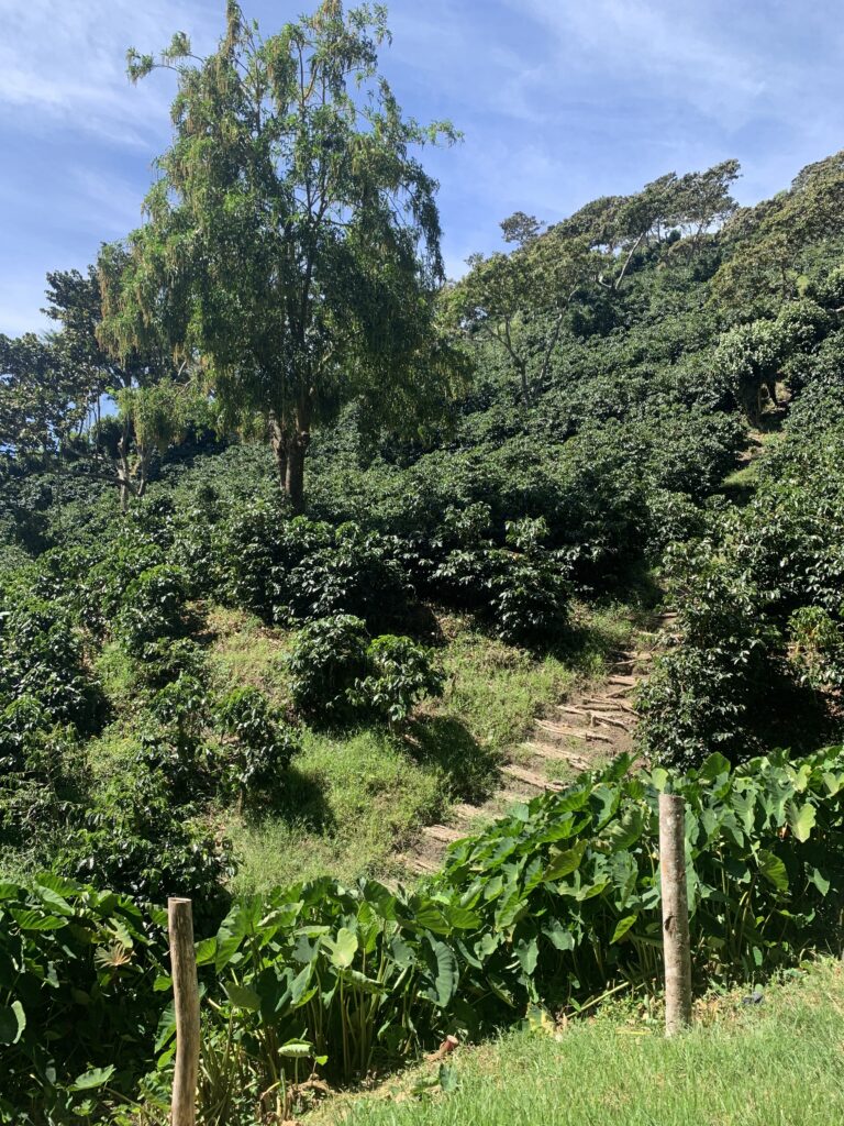 Panama Coffee Plantations